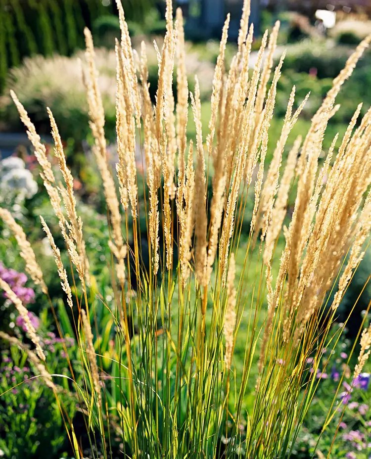 How to Plant Feather Reed Grass