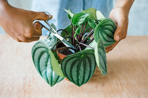 Pruning Peperomia Plant