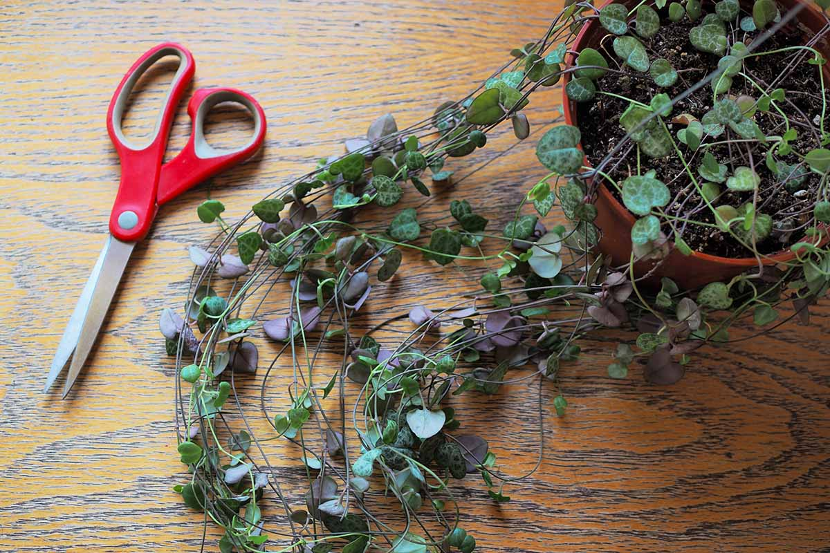 Pruning Techniques for String of Hearts