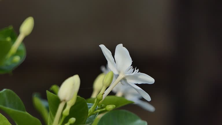  jasmine flower