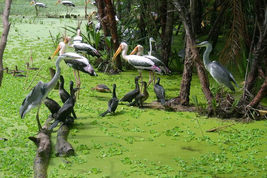 There are many species of storks listed in the Vietnam Red Data Book. Source: bantour.net