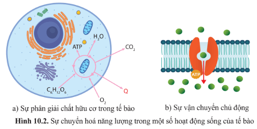 BÀI 10 - SỰ CHUYỂN HÓA NĂNG LƯỢNG VÀ ENZYME