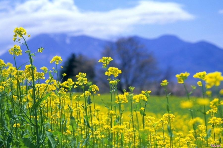 November is also the time when canola flowers bloom