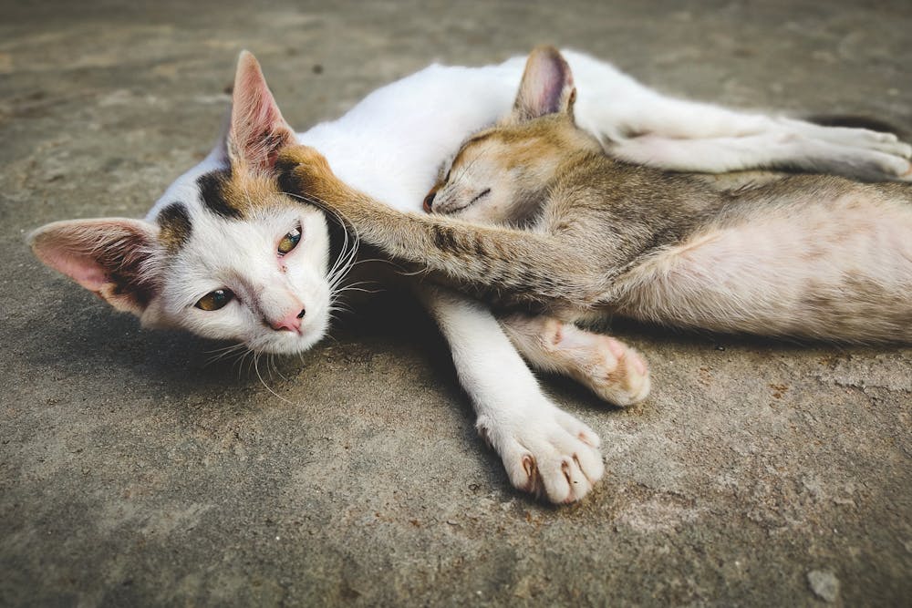 Mother Cat and Kitten Resting on Concrete Floor