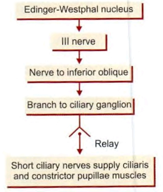 Parasympathetic Ganglia of Head and Neck