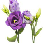 lisianthus flower