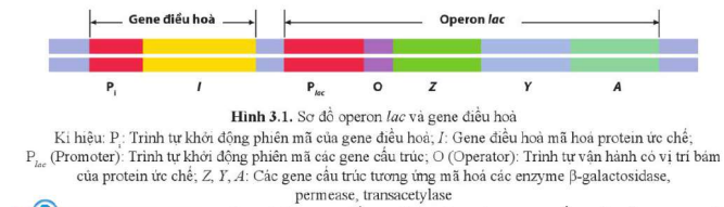 BÀI 3. ĐIỀU HÒA BIỂU HIỆN GENE