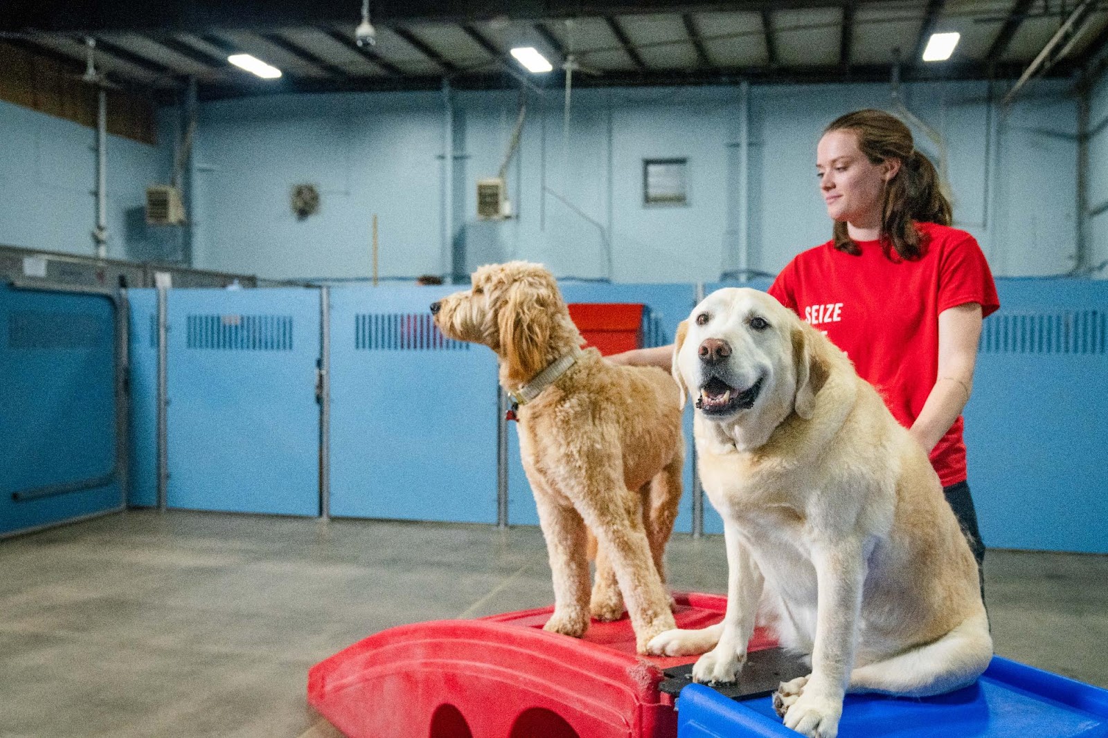 Dog day care and boarding staff member in spacious play area with lab and golden doodle.