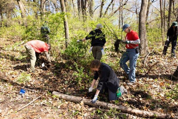 Six teenagers in long pants, long sleeves and gloves are pulling out invasive plants from a wooded area. 