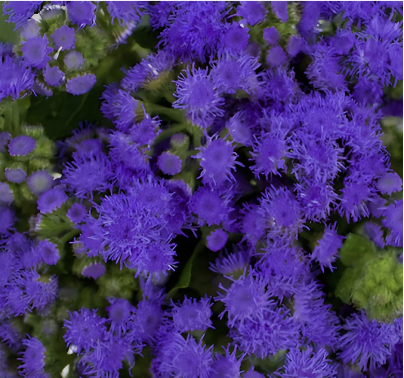 Ageratum Flowers