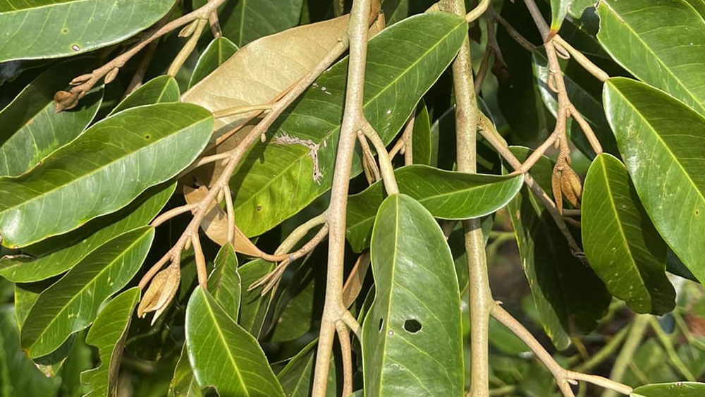 Sầu riêng xổ nhụy bị rụng do cây ra đọt trùng lúc mang bông