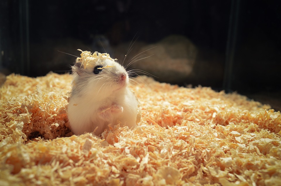 Hamster in his cage which a little bedding material on his head