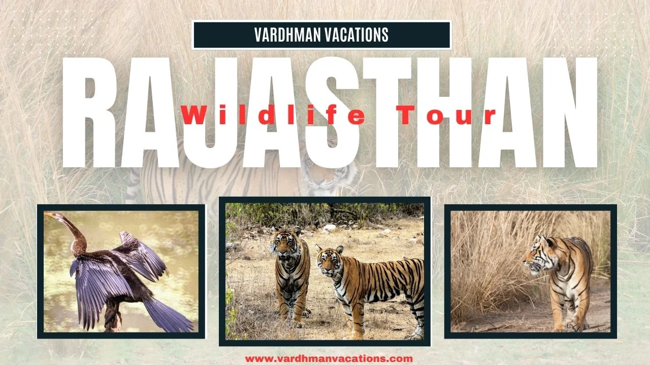 Best Month For The Rajasthan Wildlife Tour