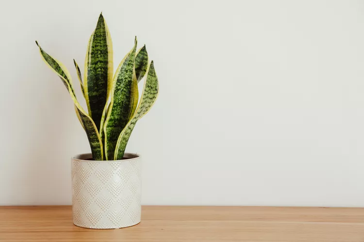 Sansevieria Trifasciata ‘Laurentii’ (Golden Snake Plant)