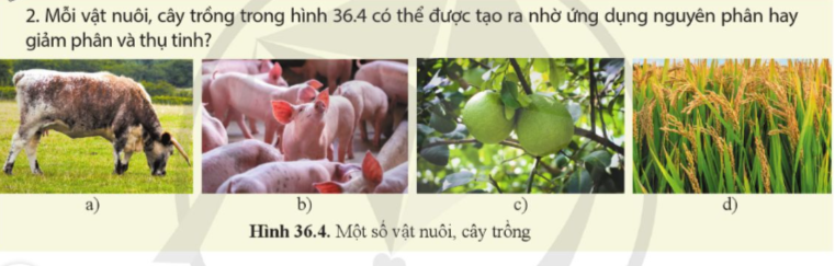 BÀI 36: NGUYÊN PHÂN VÀ GIẢM PHÂN