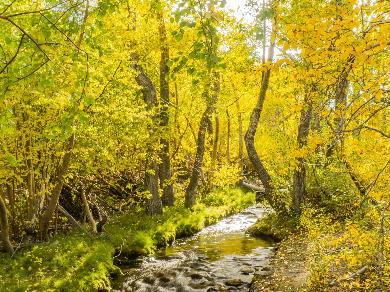 best places to see fall colors in northern california