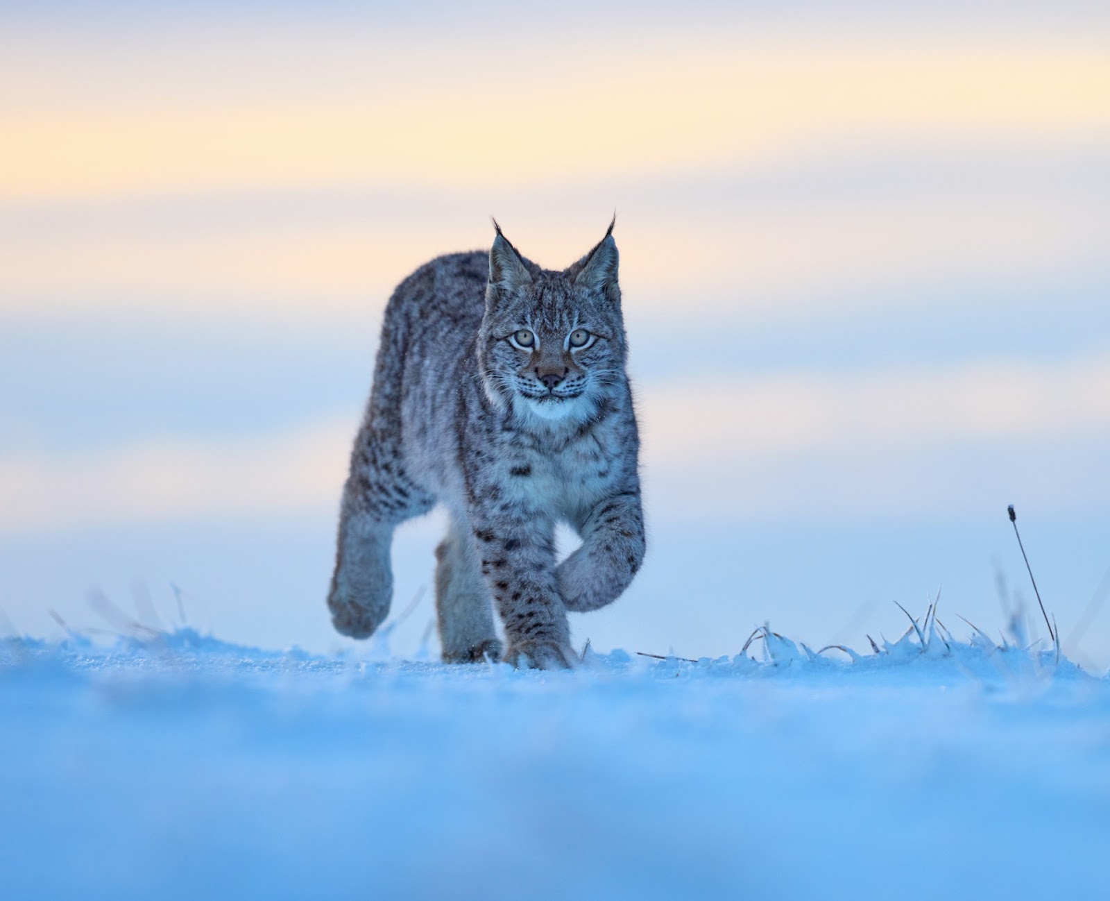 Lynx on the snow