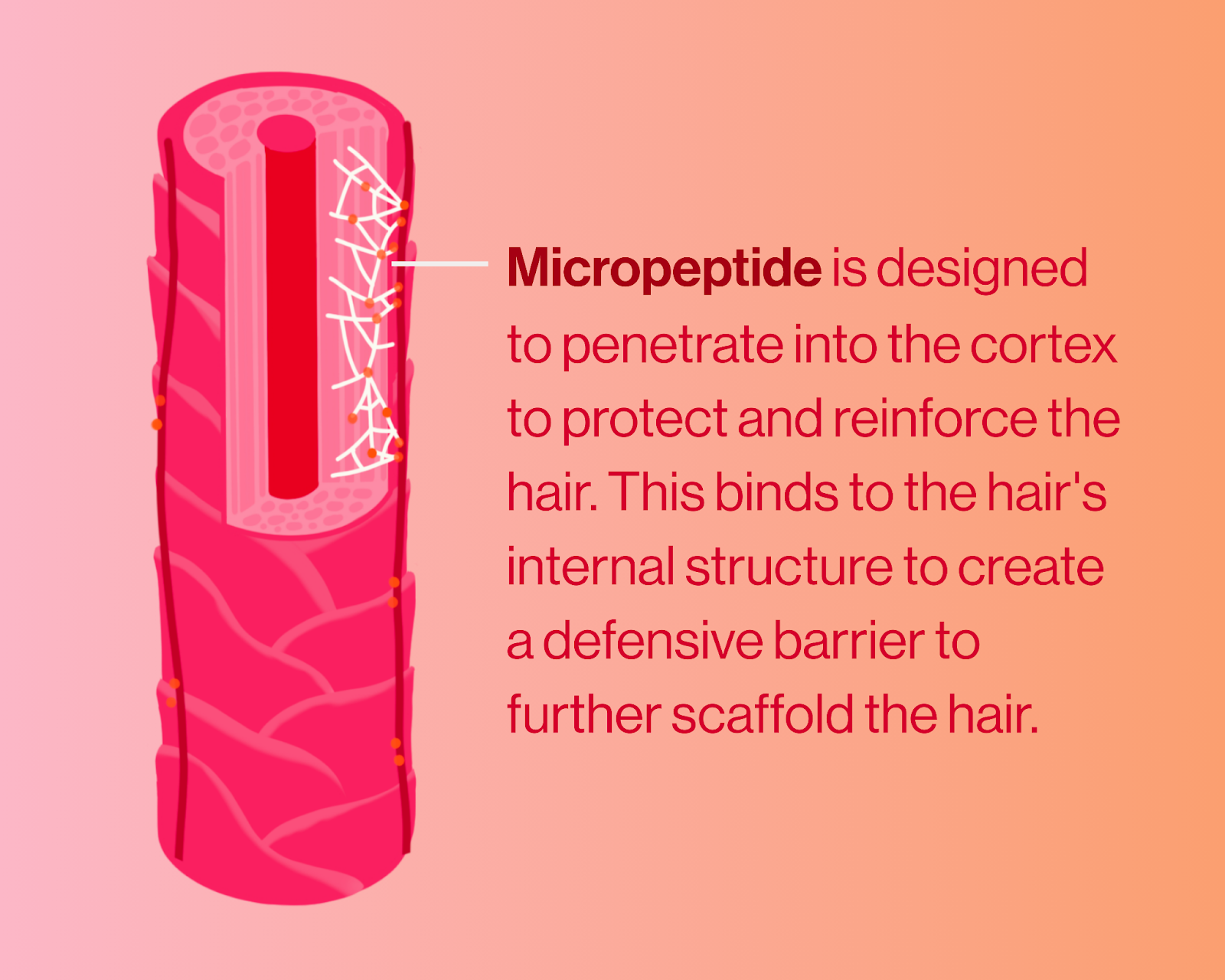 Micropeptide