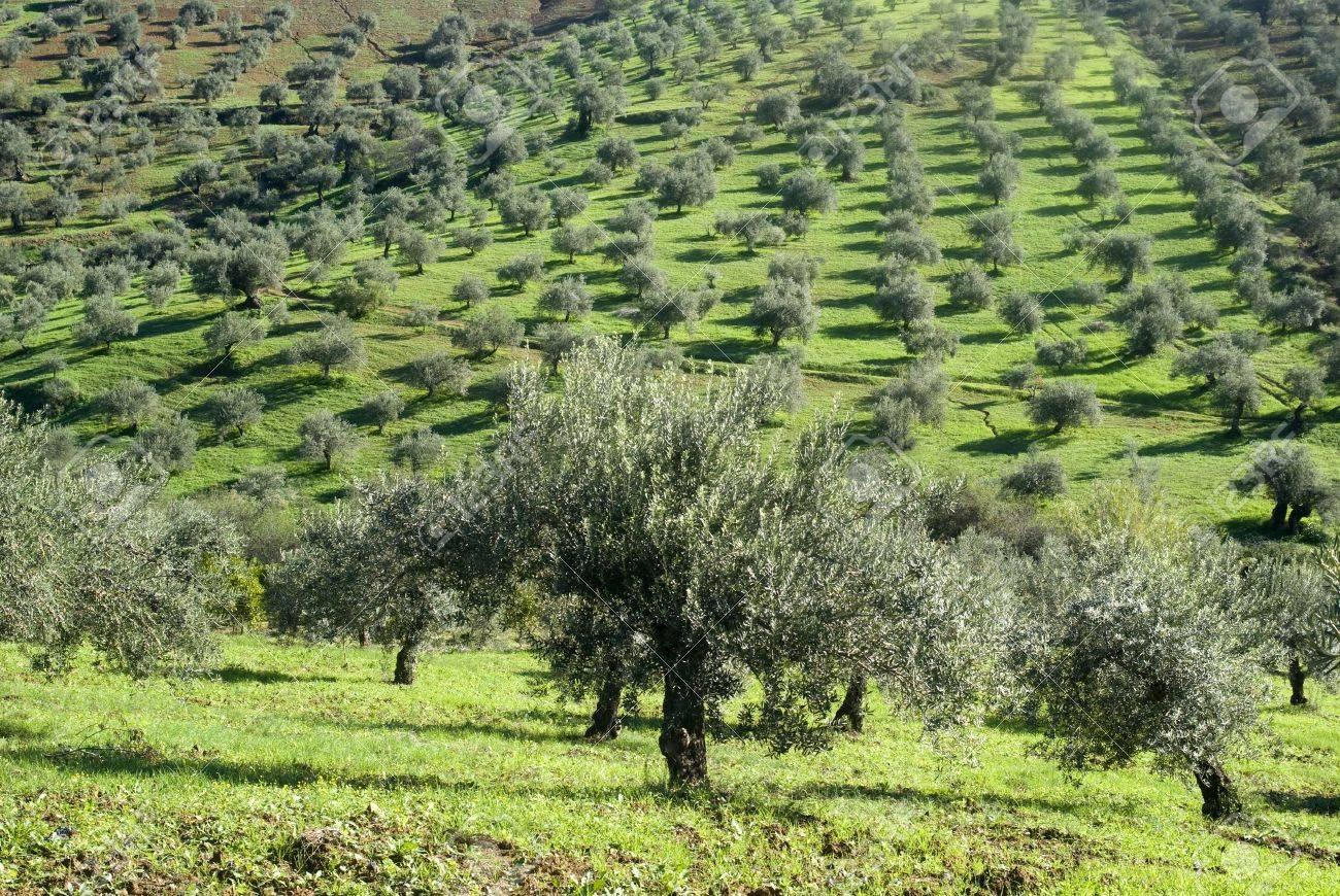 Vergers D'oliviers Dans La Région De L'Andalousie De L'Espagne Banque  D'Images et Photos Libres De Droits. Image 17702136