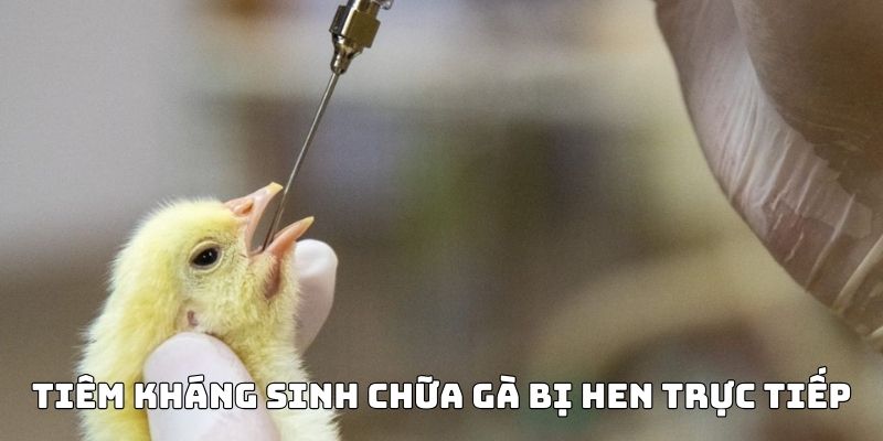 Tiêm trực tiếp kháng sinh chữa khò khè cho gà trong thời gian bị bệnh