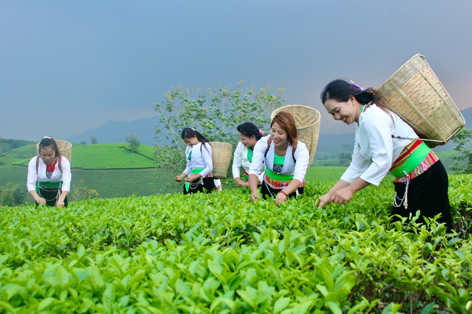 Nét đẹp lao động trên đồi chè Long Cốc - Ảnh 6.