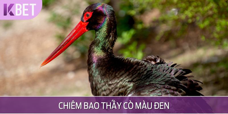 ảnh con cò màu đen