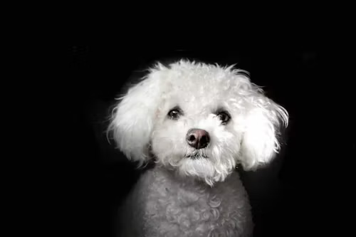 Bichon Frise