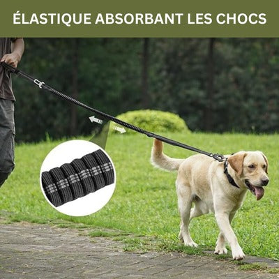 laisse-anti-traction-absorbant-chocs