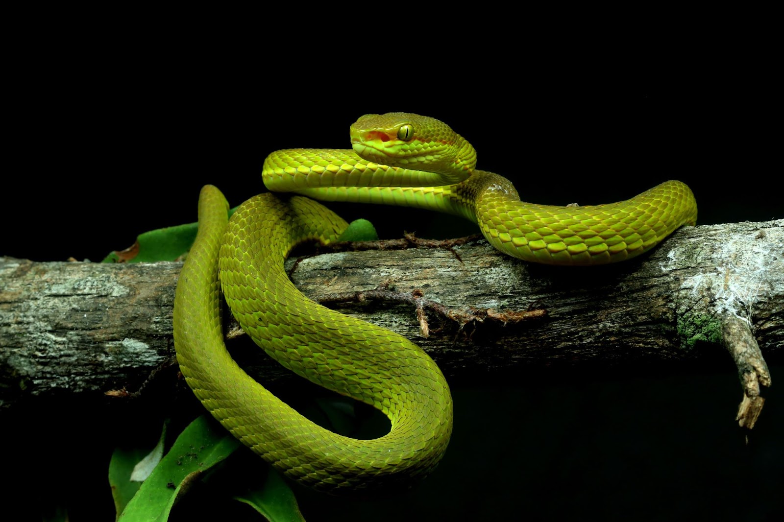 A green viper on a branch.