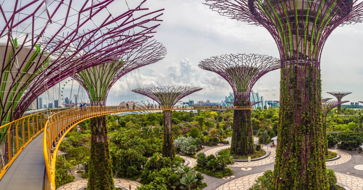 A group of trees with a bridge over it

Description automatically generated