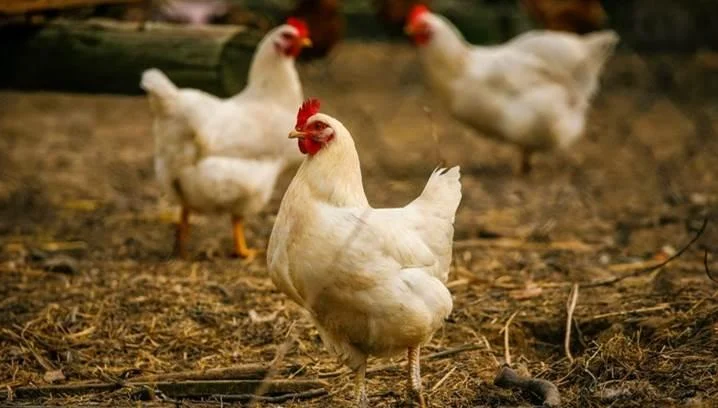 Sederhana! Ini Dia Cara Membuat Pakan Organik Ayam Pedaging Bernutrisi  Tinggi – Star Farm International