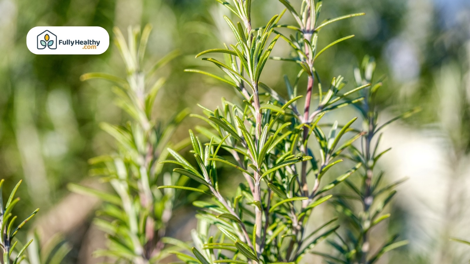 Close-up of green rosemary plant growing outdoors in sunlight