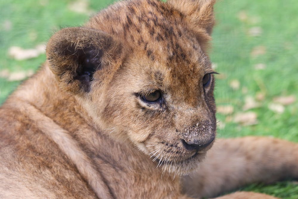 Shallow Focus Photography of Lioness