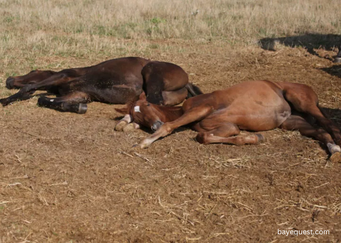 Horse Abuse