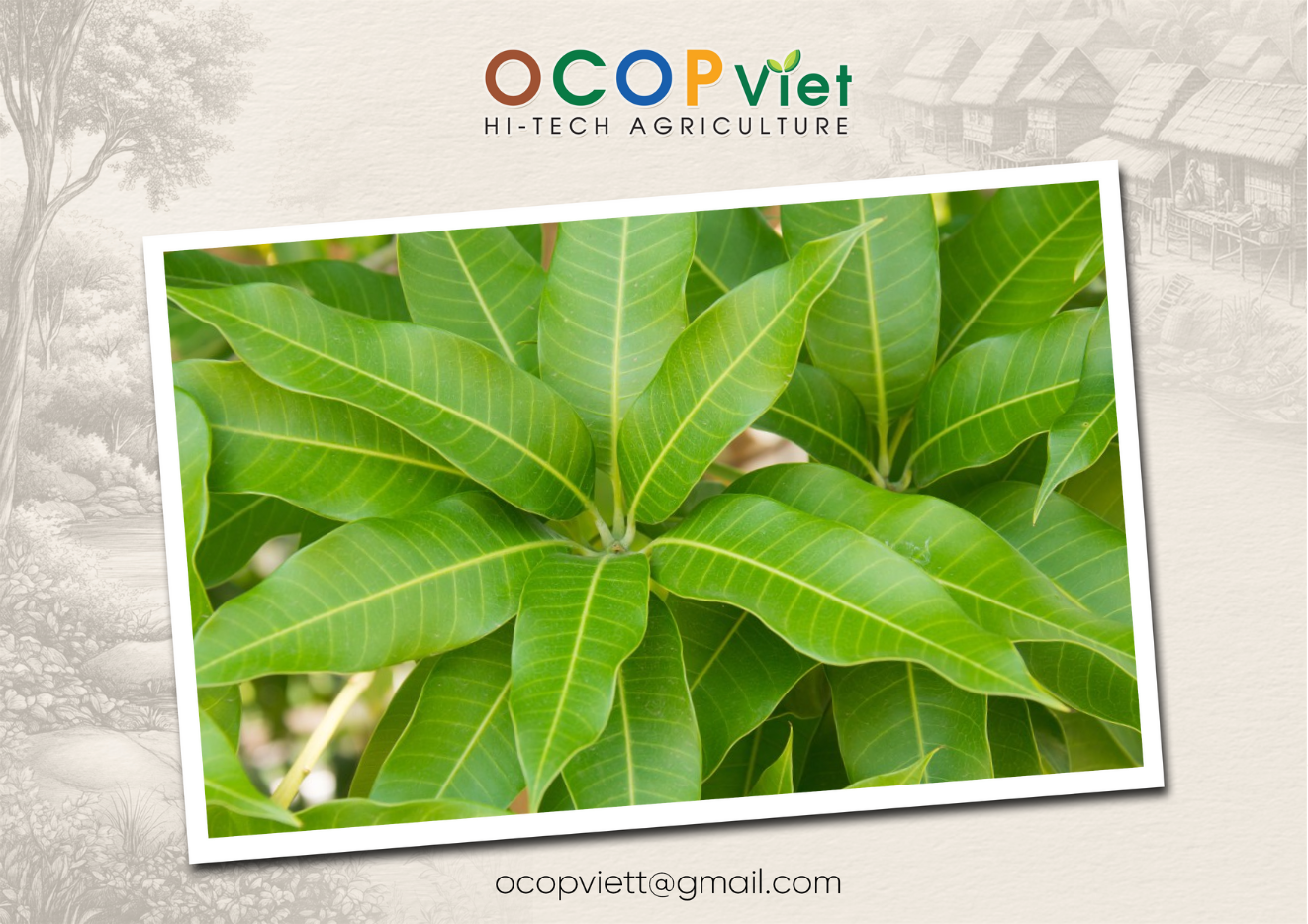 lá xoài có tác dụng gì