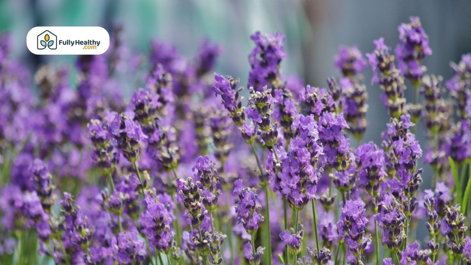 Close-up of vibrant purple lavender flowers in a healthy summer garden