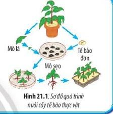 BÀI 21 - CÔNG NGHỆ TẾ BÀO