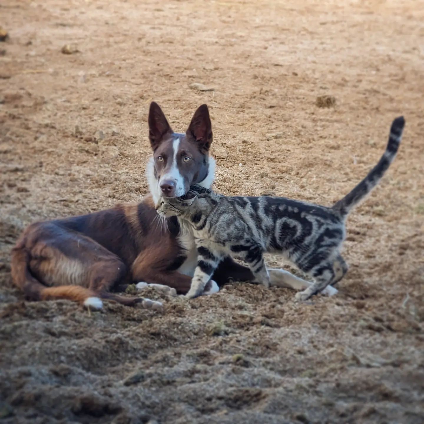 Meet the Rare Dog Breed Only True Californians Know About - McNab ...