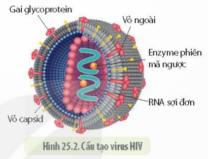 BÀI 25 - MỘT SỐ BỆNH DO VIRUS VÀ CÁC THÀNH TỰU NGHIÊN CỨU ỨNG DỤNG VIRUS