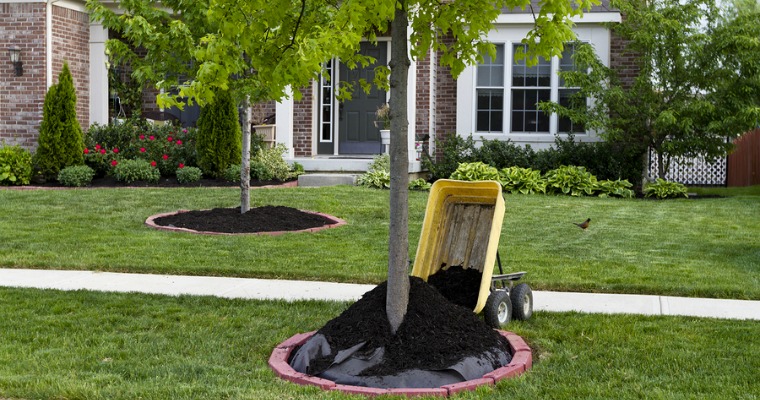 How To Apply Mulch Around Your Trees