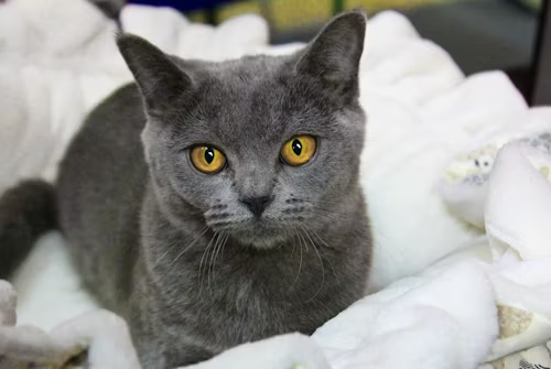 Chartreux