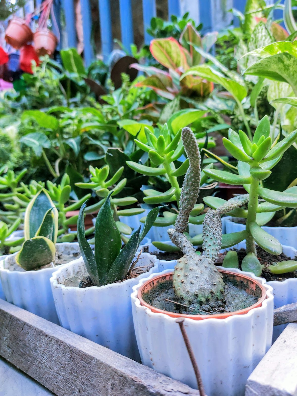 Plants In Pots Without Holes