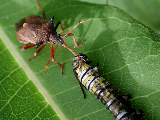 Natural Predators of Garden