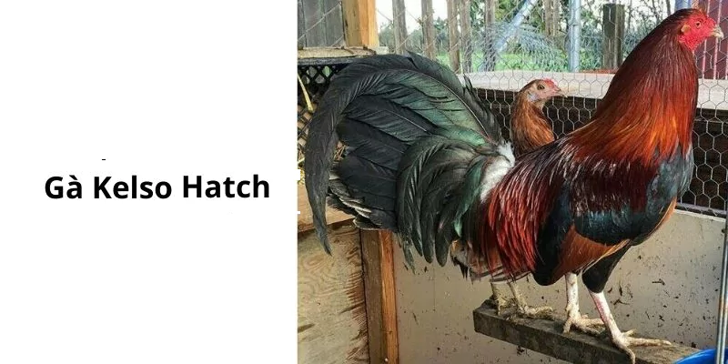 Gà Hatch Kelso có thân hình vạm vỡ