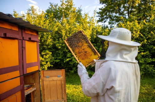 Honey Bee Farming in Bihar