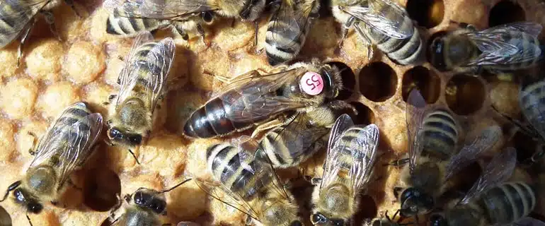 Les sous-espèces d’abeilles et tous les type de croisements - APICULTEUR DÉBUTANT