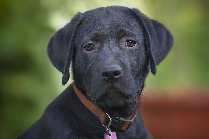 female dog names