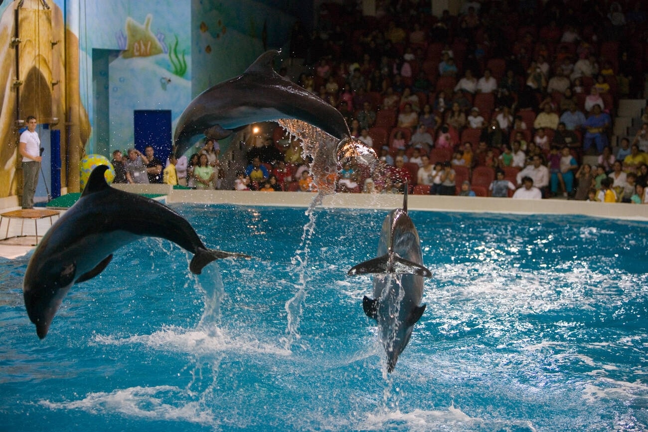 Dubai Dolphinarium