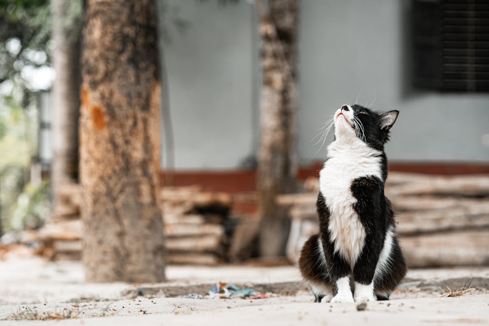Contemplative Black and White Cat Outdoors