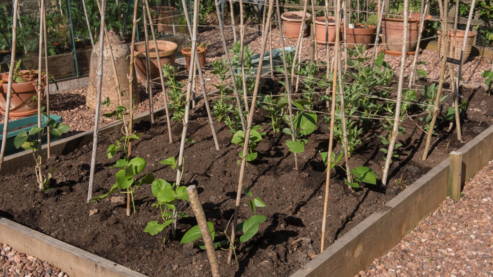 Phaseolus vulgaris climbing on string trellises above dark soil with neatly spaced seedlings below